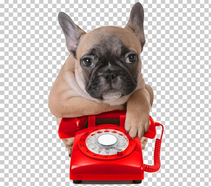 French Bulldog Puppy Havanese Dog Maltese Dog PNG, Clipart, Breed, Bulldog, Bulldog Breeds, Carnivoran, Companion Dog Free PNG Download