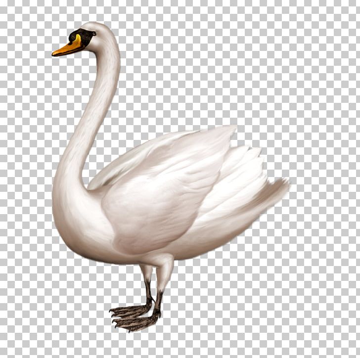 Mute Swan Duck PNG, Clipart, Animals, Beak, Bird, Computer Icons, Cygnini Free PNG Download