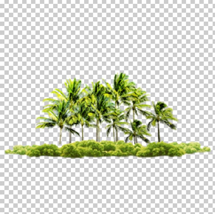 Beach Bu1ec9m Su01a1n Coconut Praia Do Coqueiro PNG, Clipart, Arecaceae, Autumn Tree, Beach, Beach Coconut Trees, Christmas Tree Free PNG Download