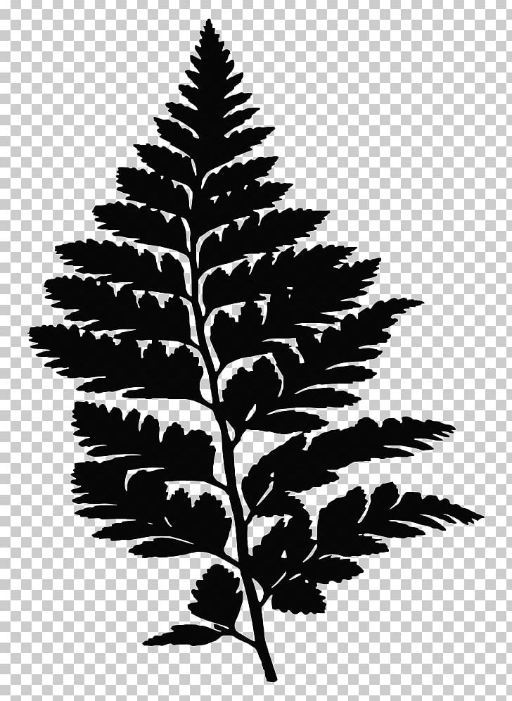 Fern Drawing Silhouette PNG, Clipart, Animals, Black And White, Branch, Conifer, Drawing Free PNG Download