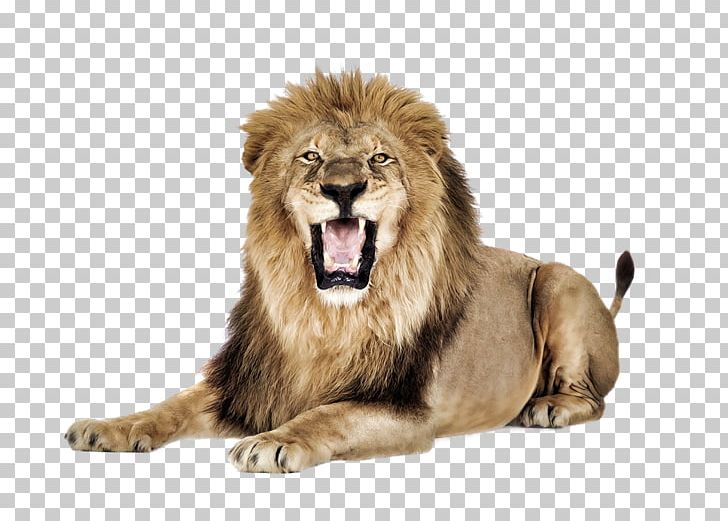 Lion PNG, Clipart, Animals, Big Cat, Big Cats, Carnivoran, Cat Like Mammal Free PNG Download