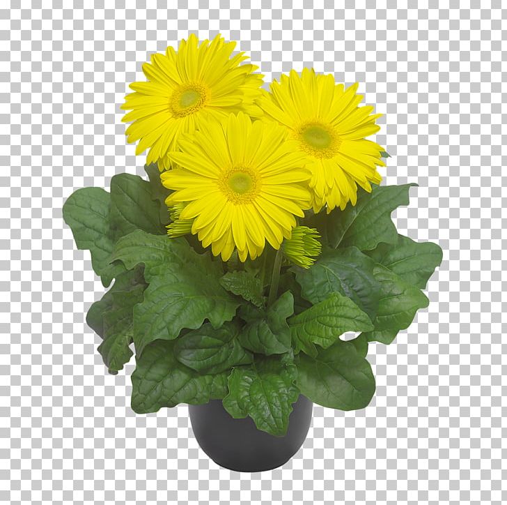 Transvaal Daisy Chrysanthemum Cut Flowers Floristry PNG, Clipart, Annual Plant, Calendula, Chrysanthemum, Chrysanths, Cut Flowers Free PNG Download