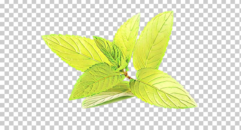 Leaf Green Plant Flower Mint PNG, Clipart, Flower, Green, Herb, Leaf, Mint Free PNG Download