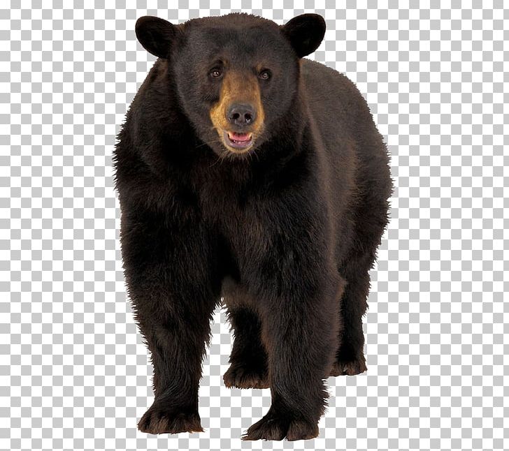 American Black Bear Brown Bear Polar Bear PNG, Clipart, American Black Bear, Animal, Background Black, Bear, Black Free PNG Download