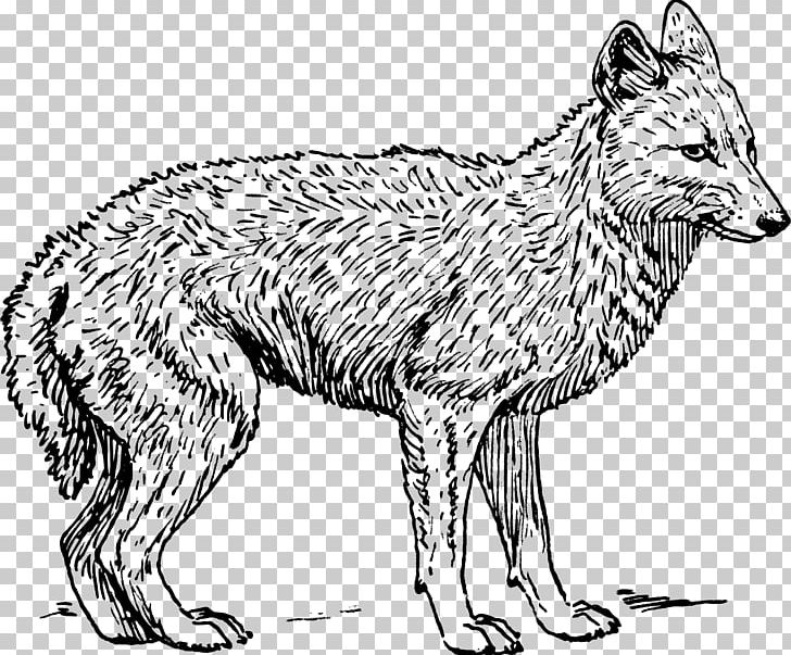Coyote Gray Wolf Black-backed Jackal Coloring Book PNG, Clipart, Animal, Artwork, Black And White, Blackbacked Jackal, Cakal Free PNG Download