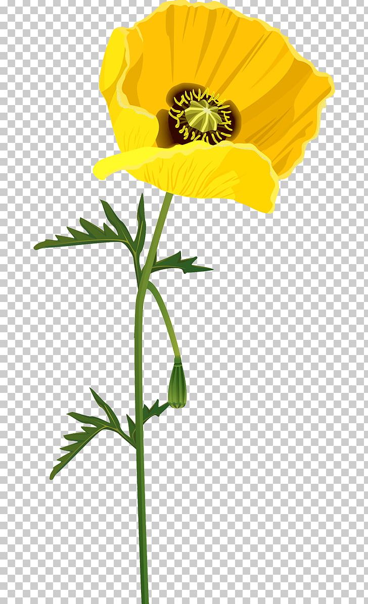 Poppy Flower Raster Graphics PNG, Clipart, Armistice Day, Blume, Cicek, Cicek Resimleri, Common Poppy Free PNG Download