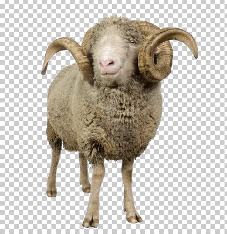 Sheep PNG, Clipart, Sheep Free PNG Download