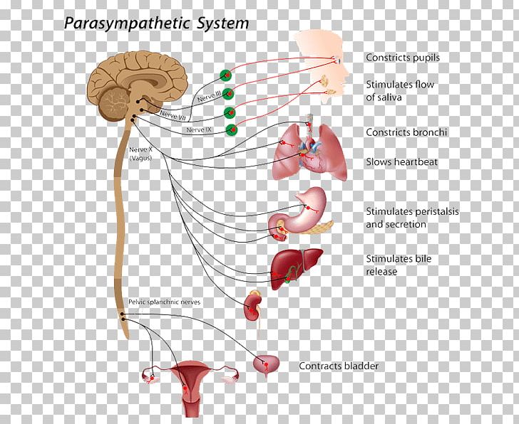 The Autonomic Nervous System Parasympathetic Nervous System PNG, Clipart, Autonomic Nervous System, Brain, Breathing, Central Nervous System, Cranial Nerve Free PNG Download