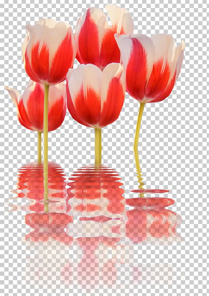 Tulip Cut Flowers Flower Bouquet PNG, Clipart, Cut Flowers, Fleur, Floral Design, Floristry, Flower Free PNG Download