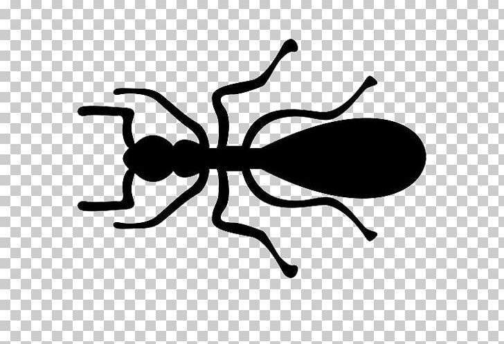 Ant Insect PNG, Clipart, Animal, Ants, Background Black, Black And White, Black Ants Free PNG Download