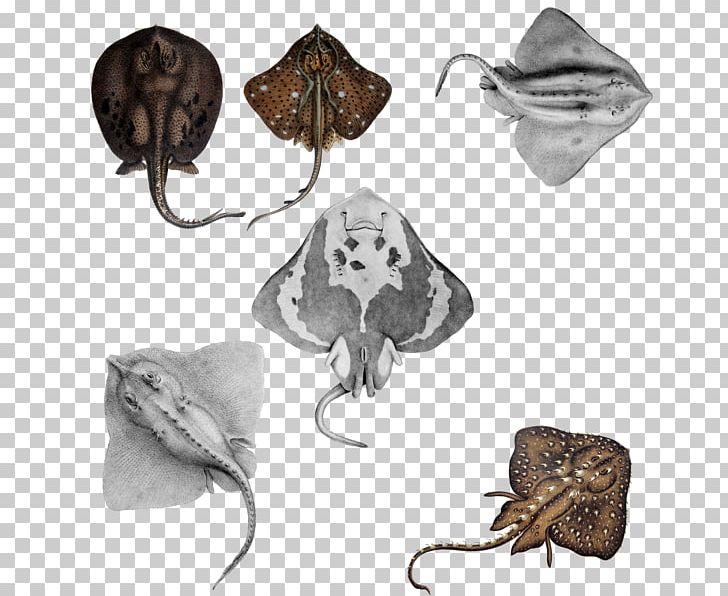 Cartilaginous Fishes Shark Moth Cartilage PNG, Clipart, Animals, Art, Artist, Batoidea, Butterfly Free PNG Download