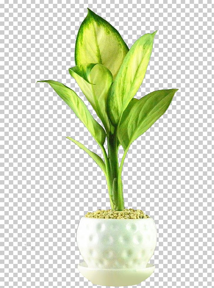 Flowerpot Houseplant Bonsai PNG, Clipart, After, Bedroom, Chlorophytum Comosum, Devils Ivy, Evergreen Free PNG Download
