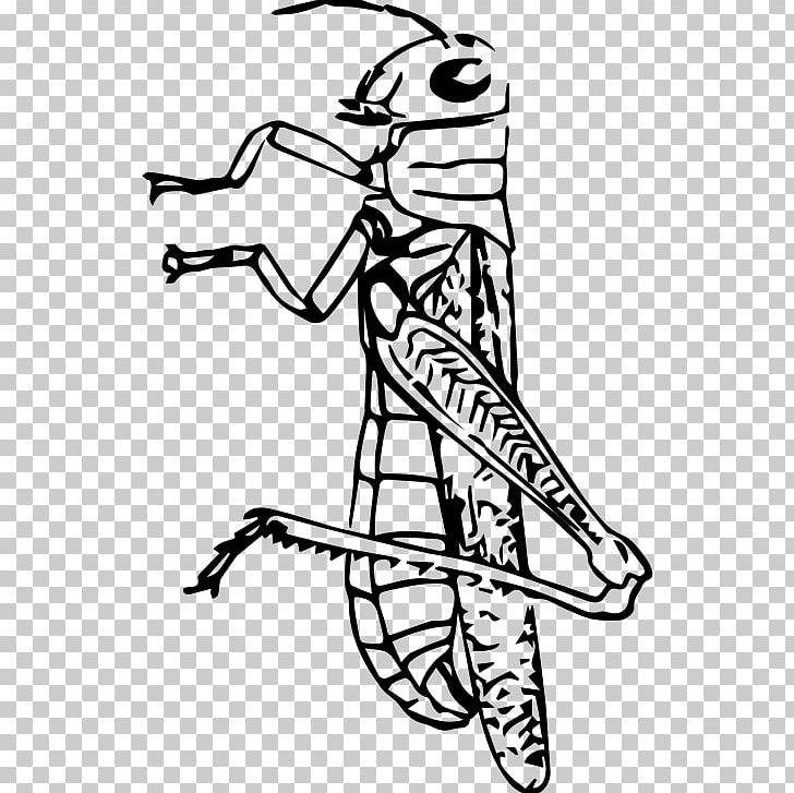 Insect Black And White Grasshopper PNG, Clipart, Animals, Arm, Art, Artwork, Beak Free PNG Download