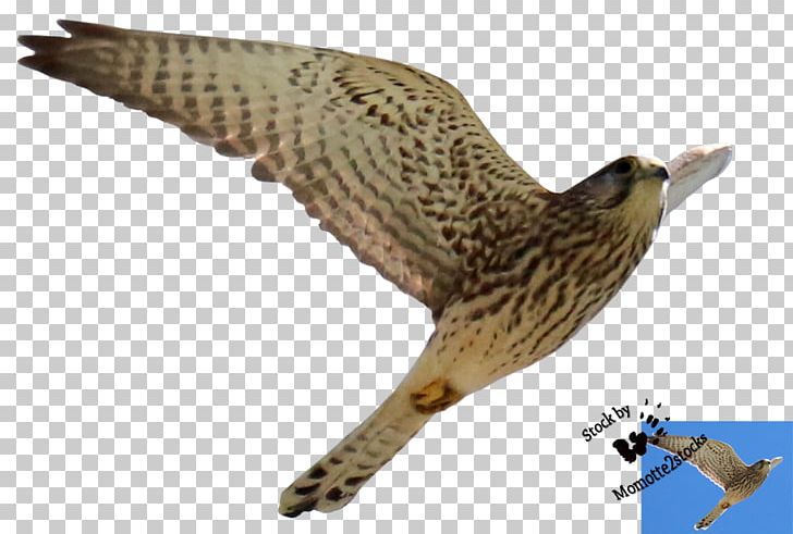 Bird Of Prey Hawk Buzzard Accipitriformes PNG, Clipart, Accipitriformes, Animal, Animals, Beak, Bird Free PNG Download