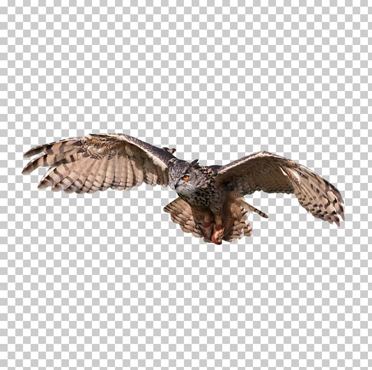 Bird Snowy Owl Eurasian Eagle-owl Great Horned Owl Tawny Owl PNG, Clipart, Accipitriformes, Animals, Barn Owl, Beak, Bird Free PNG Download
