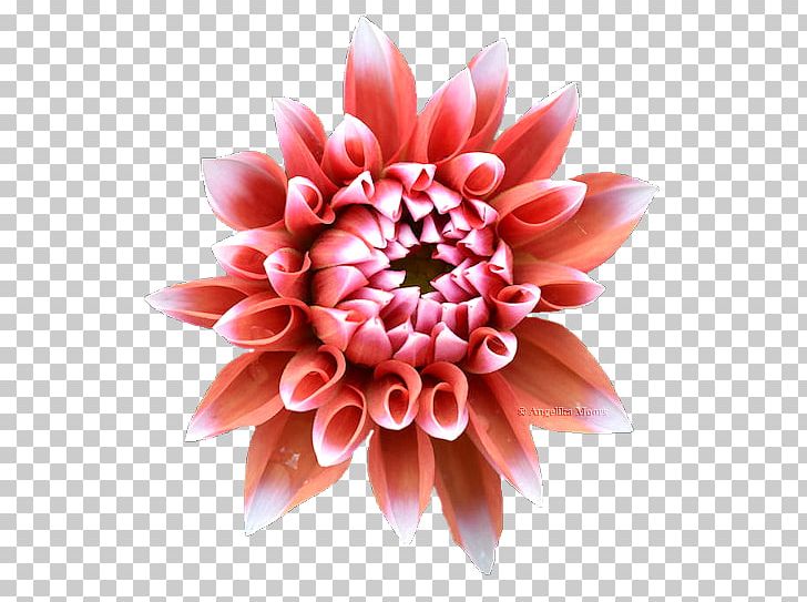 Dahlia Floral Design Cut Flowers Chrysanthemum PNG, Clipart, Chrysanthemum, Chrysanths, Closeup, Cut Flowers, Dahlia Free PNG Download