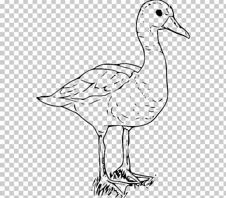 Duck American Pekin Goose PNG, Clipart, American Pekin, Animal, Art, Artwork, Beak Free PNG Download