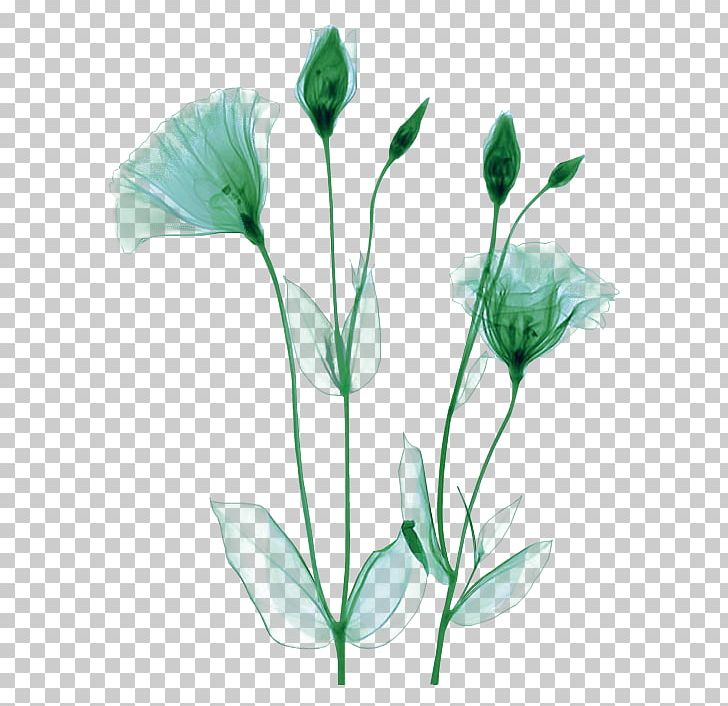 X-ray Photographer Flower Artist PNG, Clipart, Art, Artist, Cut Flowers, Flora, Flower Free PNG Download