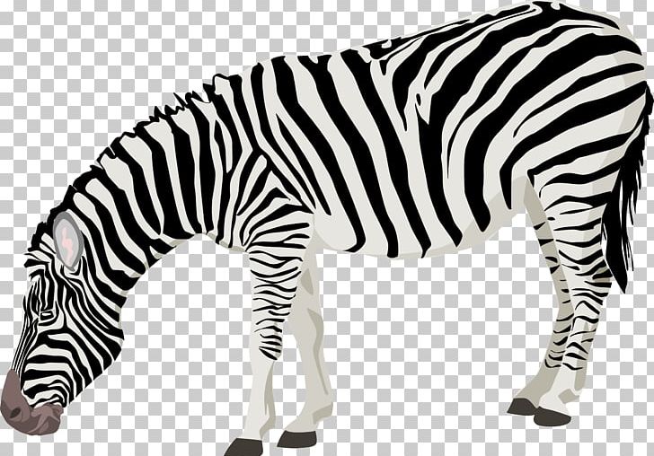 Zebra PNG, Clipart, Animal, Animal Figure, Animals, Animals Black And White, Black And White Free PNG Download