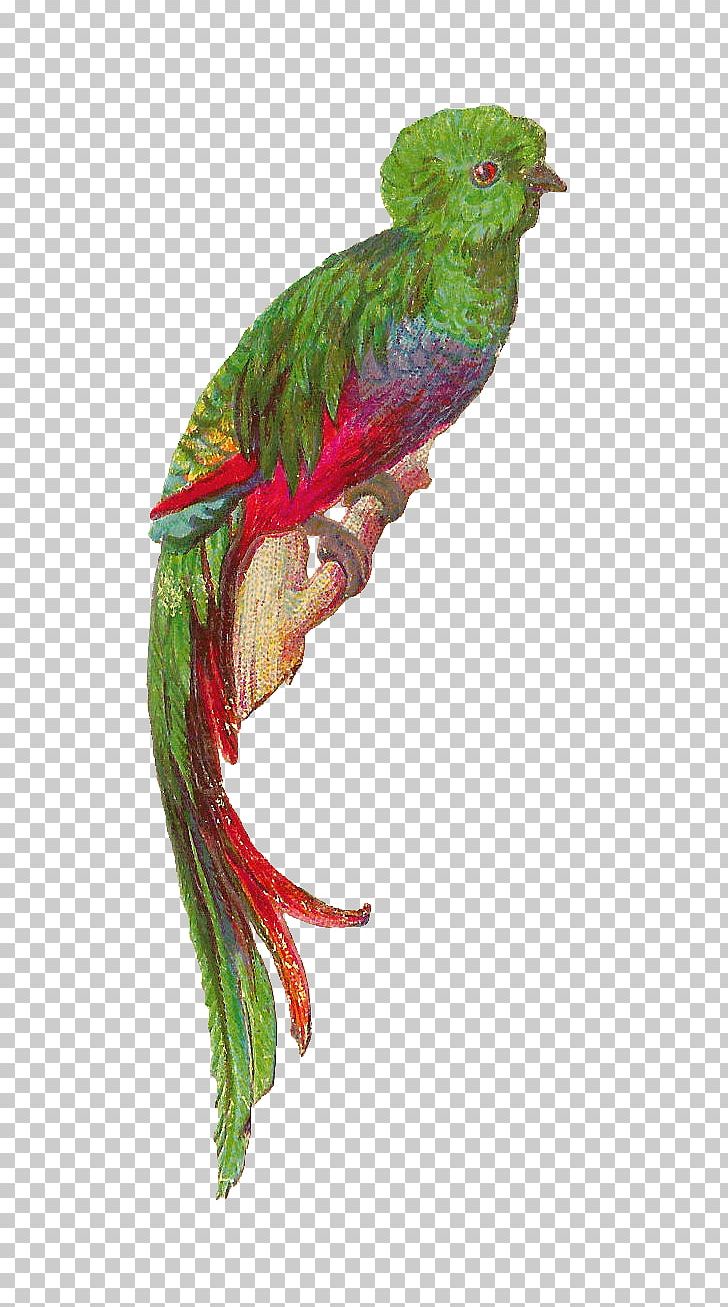 Bird Resplendent Quetzal Feather PNG, Clipart, Beak, Bird, Bird Flight, Blog, Common Pet Parakeet Free PNG Download