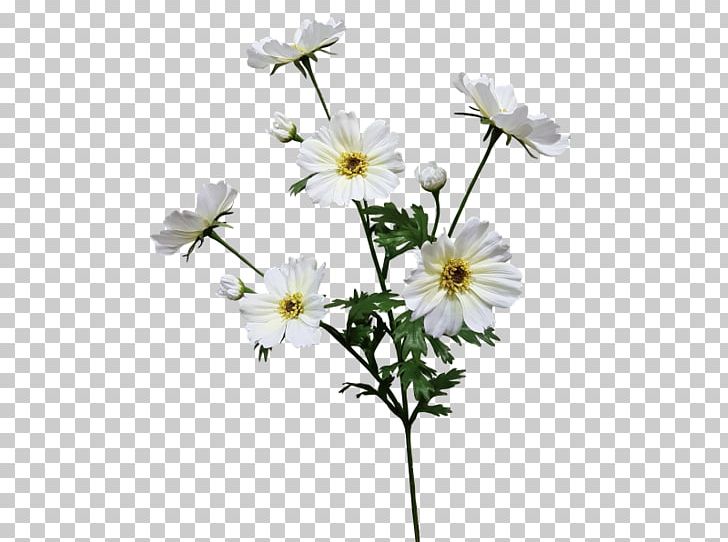 Common Daisy Oxeye Daisy Roman Chamomile Cut Flowers Petal PNG, Clipart, Chamaemelum Nobile, Common Daisy, Cut Flowers, Daisy, Daisy Family Free PNG Download