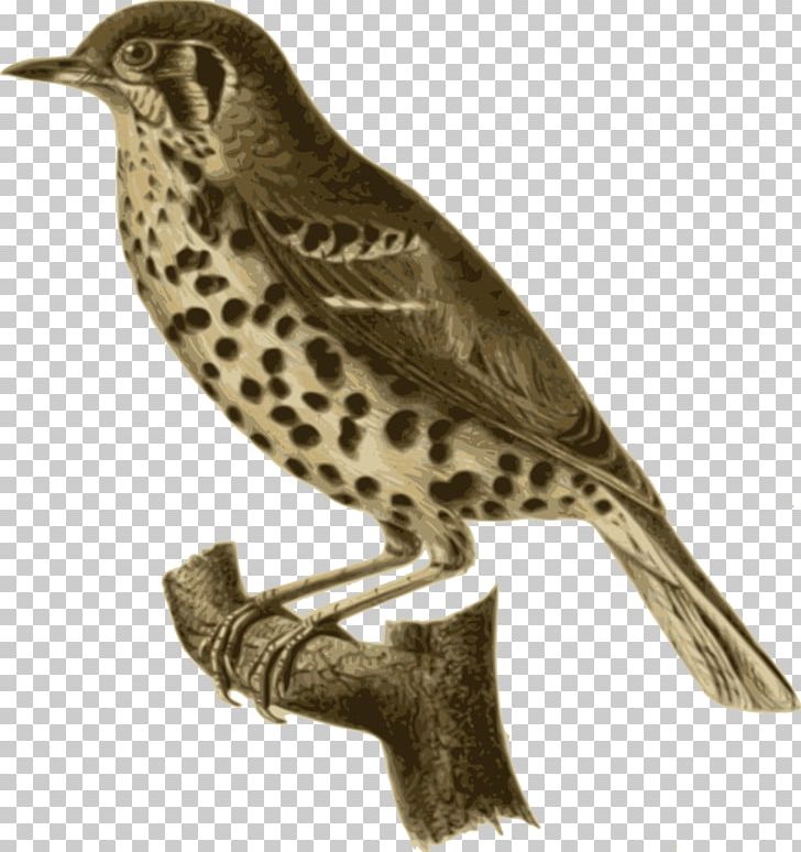 Bird Feather Brown Thrasher PNG, Clipart, Animal, Animals, Beak, Bird, Bird Of Prey Free PNG Download