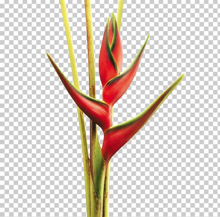 Cut Flowers Lobster-claws Colombia Plant Stem PNG, Clipart, Bird Of Paradise Flower, Bud, Colombia, Costaceae, Costus Free PNG Download