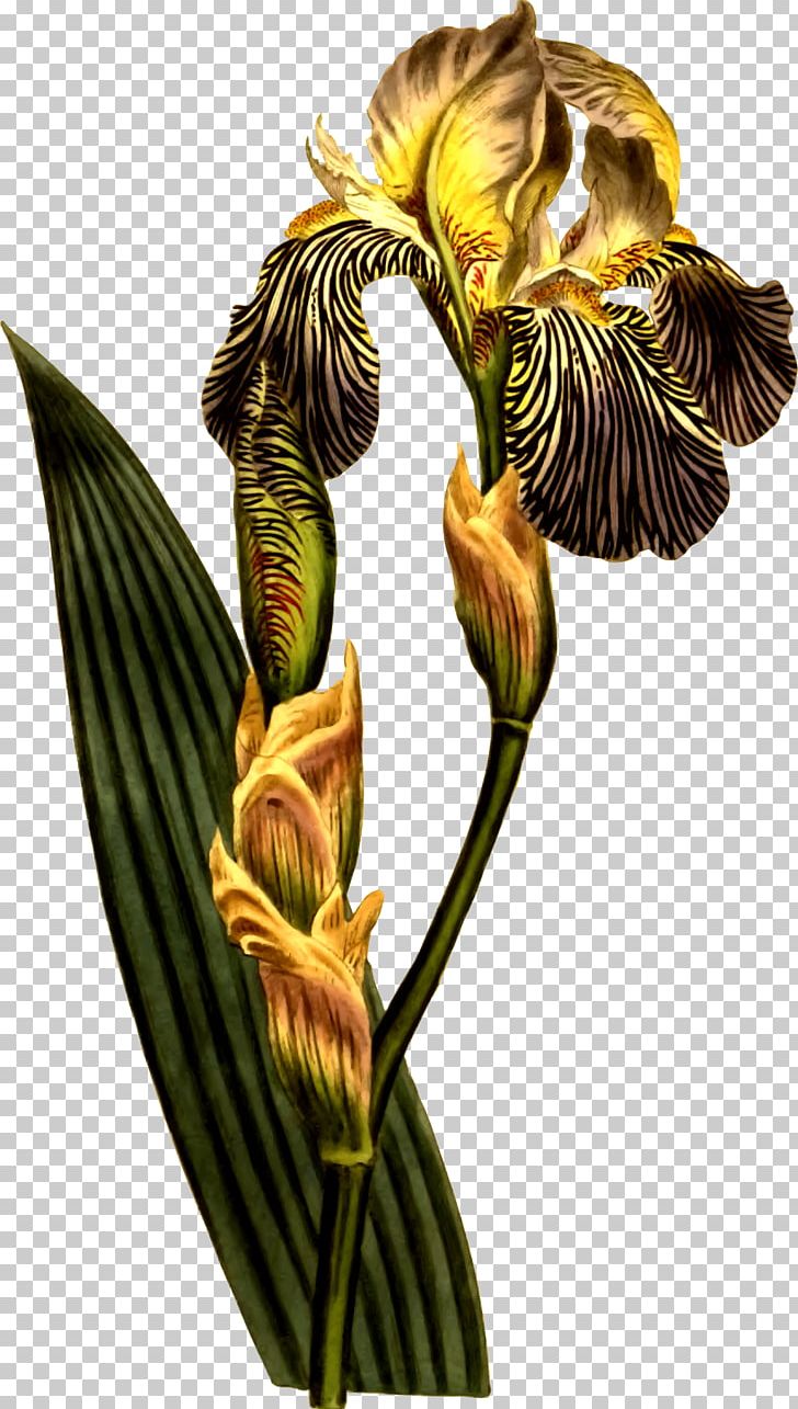 Kew Gardens Botany Curtis's Botanical Magazine Iris Croatica Iris Florentina PNG, Clipart,  Free PNG Download