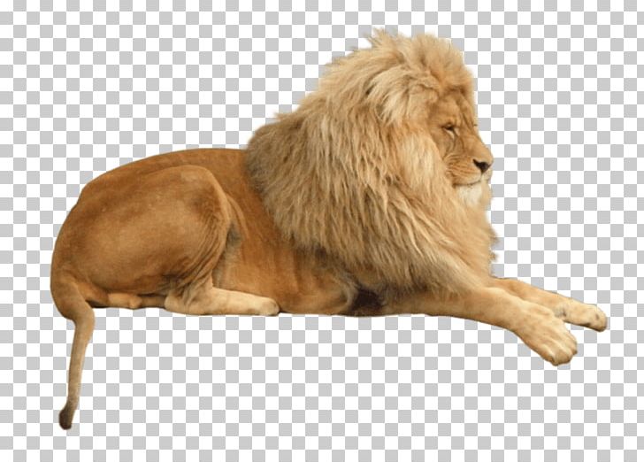 Lion Tiger Portable Network Graphics Jaguar PNG, Clipart, Animal, Animals, Big Cat, Big Cats, Carnivoran Free PNG Download