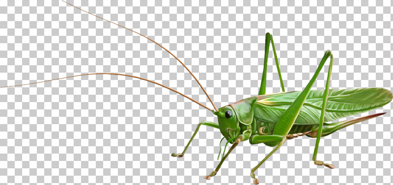 Insect Grasshopper Cricket-like Insect Cricket Oecanthidae PNG, Clipart, Cricket, Cricketlike Insect, Grasshopper, Insect, Locust Free PNG Download