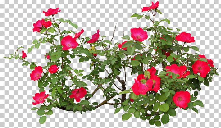 Flowering Plant Rose Flowering Plant PNG, Clipart, Annual Plant, Bushes, Cut Flowers, Floral Design, Floristry Free PNG Download