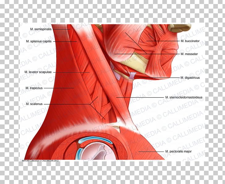 Head And Neck Anatomy Muscle Pelvis Human Anatomy Human Body PNG, Clipart, Anatomy, Angle, Arm, Deltoid Muscle, Digestive System Free PNG Download