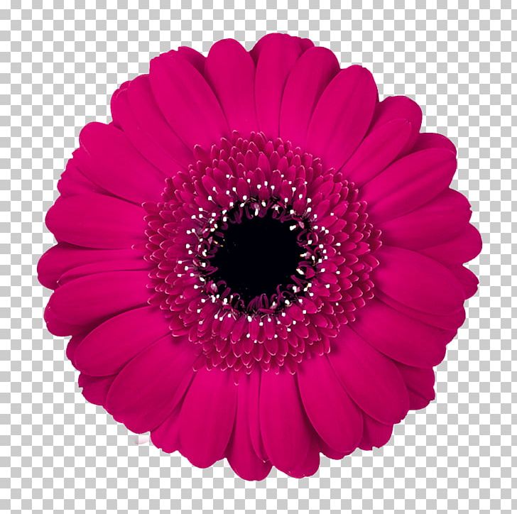 Transvaal Daisy Flower Stock Photography Color PNG, Clipart, Color, Cut Flowers, Daisy, Daisy Family, Florist Free PNG Download