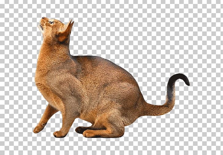 Abyssinian Siamese Cat Somali Cat Kitten Siberian Cat PNG, Clipart, Abyssinian, Animals, Asian, Breed, Burmese Free PNG Download