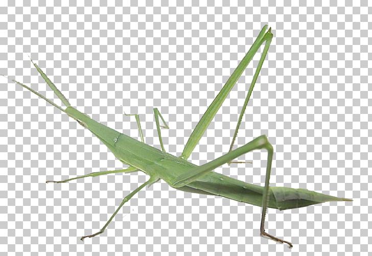 Caelifera Acrididae Locust Insect Acridoidea PNG, Clipart, Arthropod, Bush Crickets, Catantopidae, Chinese Grasshopper, Cricket Free PNG Download