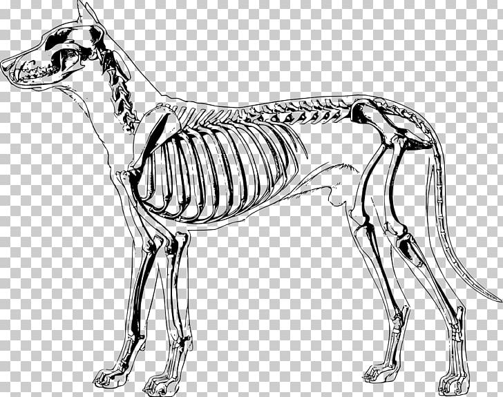 Dog Anatomy Human Skeleton PNG, Clipart, Anatomy, Animal Figure, Artwork, Atlas, Black And White Free PNG Download