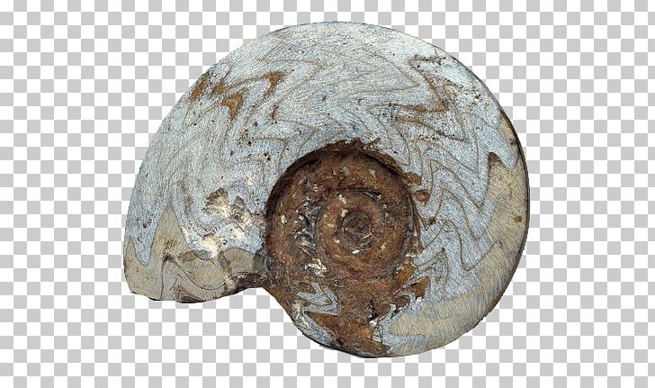 Fossil Rock Nautilidae Petrifaction PNG, Clipart, Amber, Ammonites, Archeology, Artifact, Bizi Prehistoriko Free PNG Download