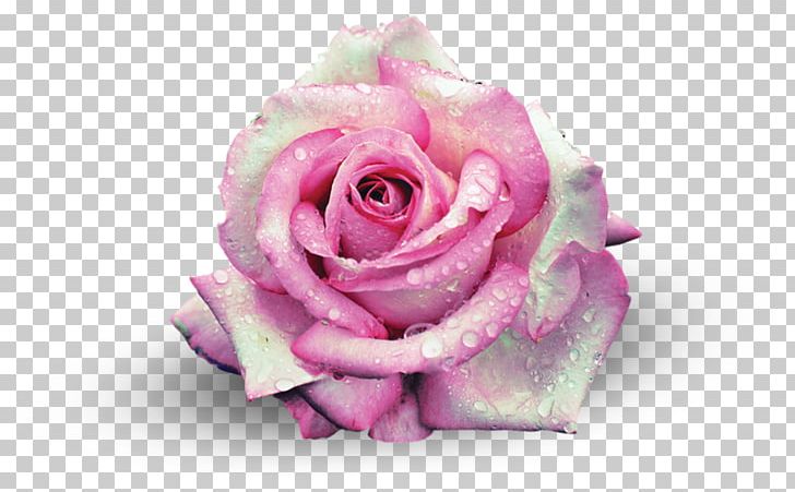 Garden Roses Centifolia Roses Beach Rose Pink Flower PNG, Clipart, Beach Rose, Blue Rose, Centifolia Roses, Cut Flowers, Flower Free PNG Download