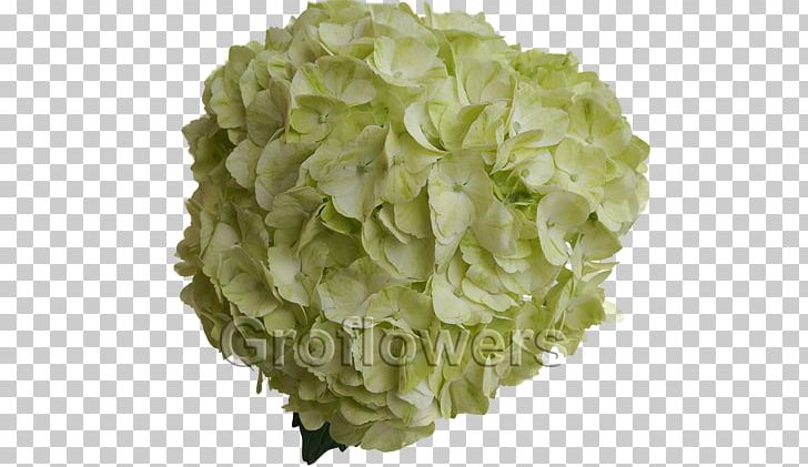 Green Hydrangea Cut Flowers Color PNG, Clipart, Cabbage, Color, Cornales, Cut Flowers, Flower Free PNG Download