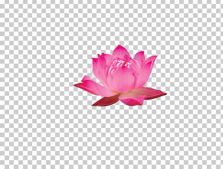 Nelumbo Nucifera Illustration PNG, Clipart, Computer Wallpaper, Flower, Flowering Plant, Golden Lotus, Gongbi Free PNG Download
