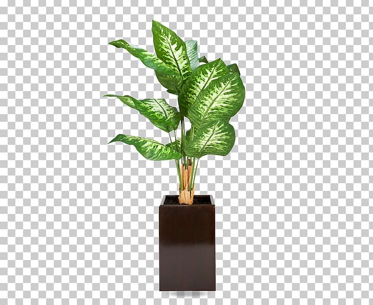 Houseplant Tree Flowerpot Dumb Canes PNG, Clipart, Arecaceae, Canes, Chinese Evergreens, Cutting, Devils Ivy Free PNG Download