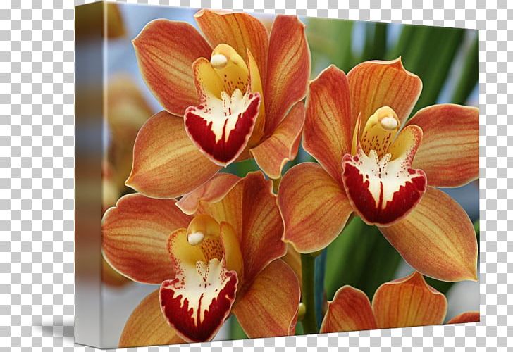 Moth Orchids Boat Orchid Cattleya Orchids Orange PNG, Clipart, Boat Orchid, Bride, Brides, Cattleya, Cattleya Orchids Free PNG Download