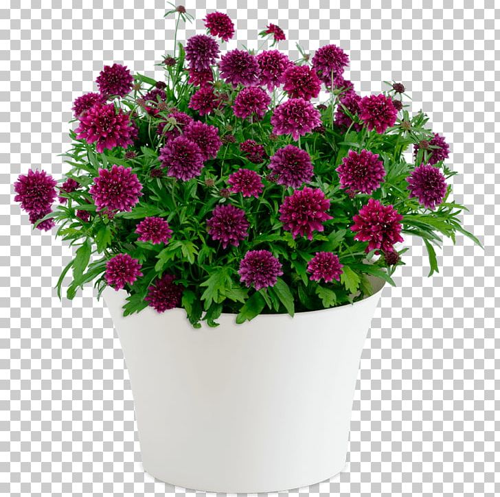 Floristry Flower Delivery Flower Bouquet New South Wales PNG, Clipart, Anniversary, Annual Plant, Aster, Blueberry, Chrysanths Free PNG Download