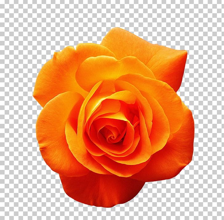 Garden Roses Orange Flower Red PNG, Clipart, Blue, Closeup, Color, Cut Flowers, Floribunda Free PNG Download
