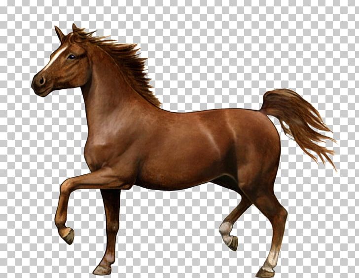 Mustang Hackney Horse Dutch Harness Horse Hackney Pony Mare PNG, Clipart, American Indian Horse, Animal, Bridle, Colt, Equus Free PNG Download