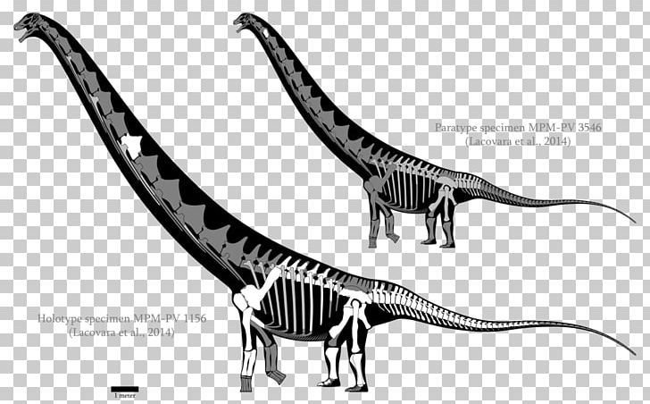 Velociraptor Futalognkosaurus Dreadnoughtus Carcharodontosaurus Mamenchisaurus PNG, Clipart, Black And White, Carcharodontosaurus, Dilophosaurus, Dinosaur, Dreadnoughtus Free PNG Download