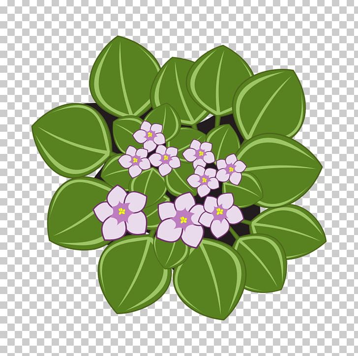 African Violets PNG, Clipart, Africa, African Violets, Branch, Drawing, Flora Free PNG Download