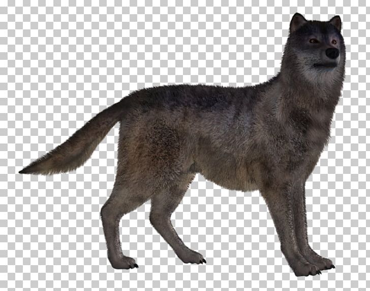 Dog Red Fox Canidae PNG, Clipart, Animal, Animals, Canidae, Carnivora, Carnivoran Free PNG Download