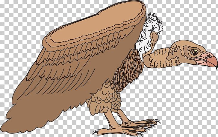 Eagle Vulture Hawk PNG, Clipart, Aves, Beak, Bird, Bird Of Prey, Chicken Free PNG Download