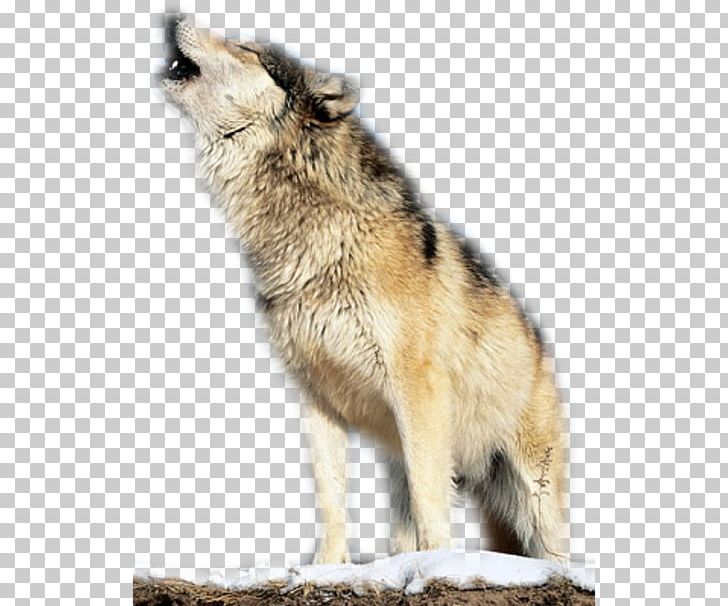 Greenland Dog PNG, Clipart, Animal, Autocad Dxf, Canis Lupus Tundrarum, Carnivoran, Coyote Free PNG Download